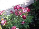 IMGP4083