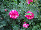 IMGP4087