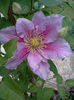 Clematis