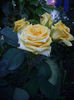 IMGP4357