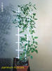 Jasminum Fruticans