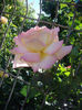 IMGP4415