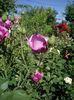 IMGP4447