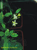 Jasminum Fruticans