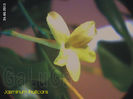 Jasminum Fruticans