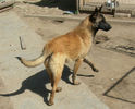 Injoy Duma`s (Erease) - 11 luni (2)