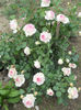 Edenrose
