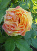 Claude monet7