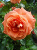 DSCN6743