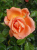 DSCN6744