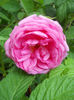 Blush Damasc