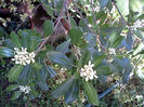 Pittosporum Tobira