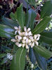 Pittosporum Tobira