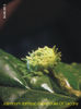Jasminum Sambac Grand Duke Of Tuscany