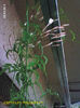 Jasminum Polyanthum