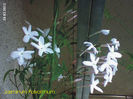 Jasminum Polyanthum