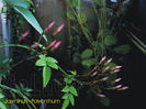 Jasminum Polyanthum