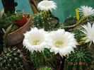 DSC01006
