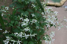 Clematis Mandshurica
