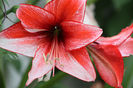Hippeastrum Charisma