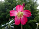 Adenium Anouk