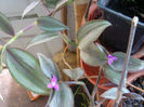 2 - tradescantia zebrina