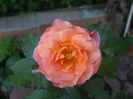 DSCF1378