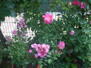 Orleans Rose si Zephirine