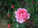 La Rose de Molinard