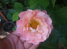 DSCF1437