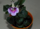 Sinningia Ozark blue popcorn