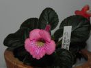 Sinningia Ozark jumbo sundae(fals)