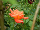 DSCN9465