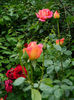 DSCN9501