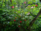 DSCN9601