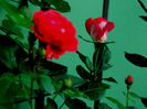 DSCN9609