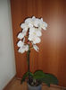 Orhidee 11