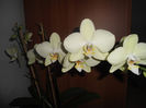 Orhidee 15