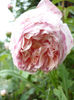 abraham darby