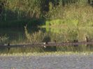 LACUL CODRILOR ALBASTRU