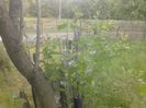 IMG_20130527_174252
