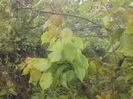 IMG_20130527_174810