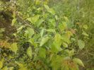 IMG_20130527_174830
