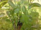 IMG_20130527_175317