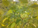 IMG_20130527_180046
