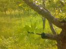 IMG_20130527_180218