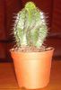 DSCF9524