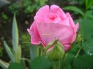 Gertrude Jekyll