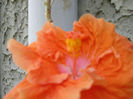 hibiscus partial