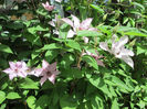 clematis